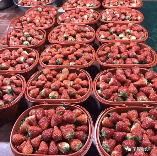 榮昌本地農(nóng)副產(chǎn)品線上選購指南 手機(jī)下單，美味到家